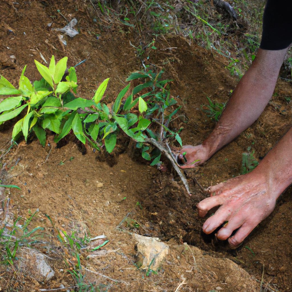 Person planting trees on hillside