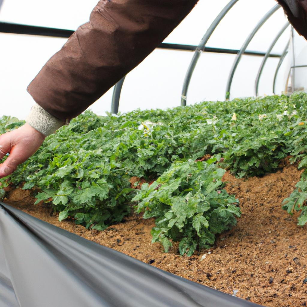 Person farming in a greenhouse