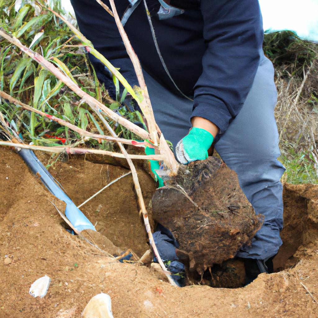 Person planting trees to combat erosion